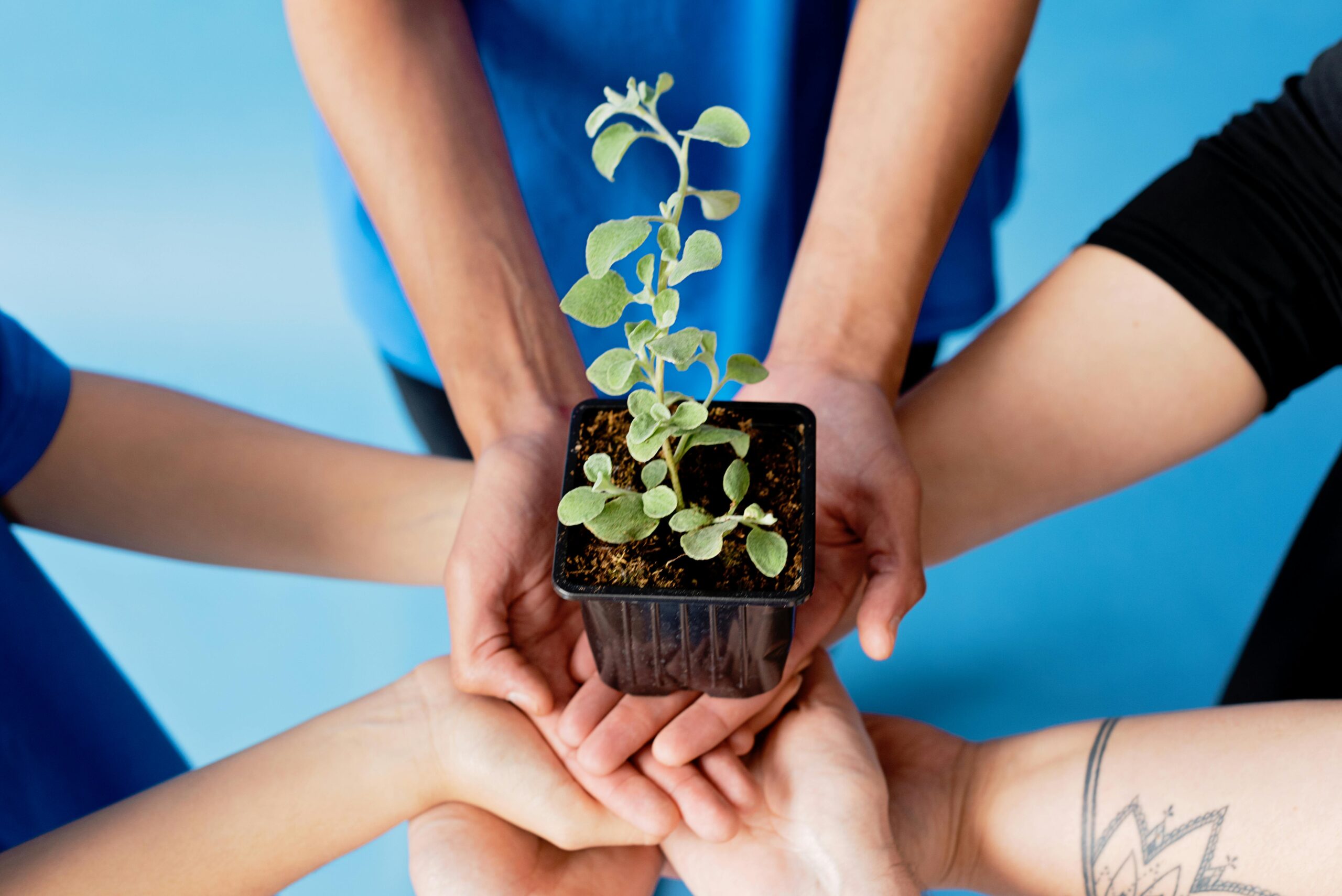 Group hands holding a plant in unity, symbolizing environmental protection and teamwork.